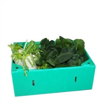 Caixa de frutas e legumes de alta qualidade PP Correx Coroplast Box
